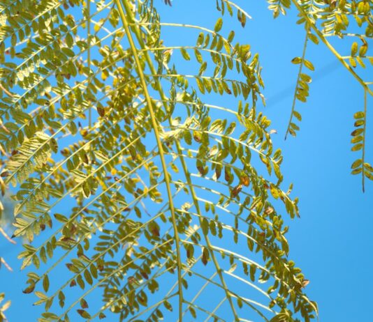 한 총리 “산림 탄소흡수원 기능 강화…온실가스 감축을” a green leafy tree against a blue sky