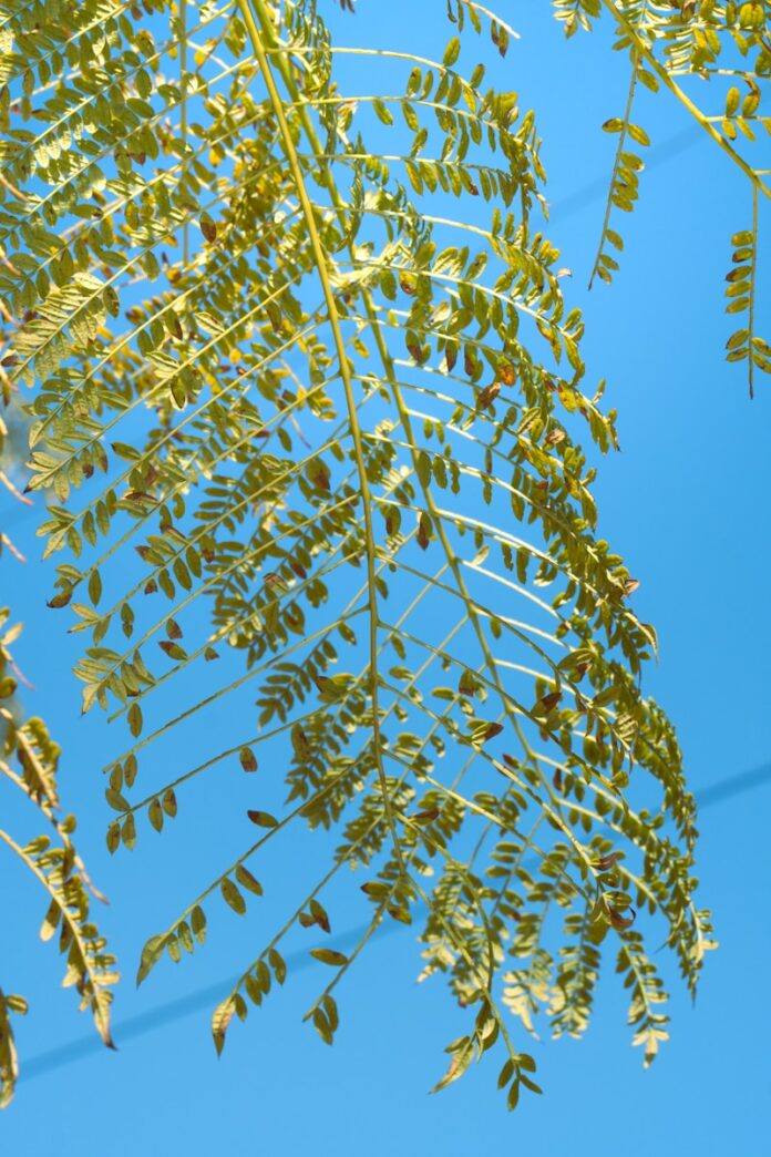 a green leafy tree against a blue sky