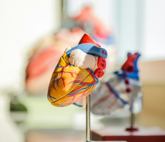 정부 “국립대 의대 전임교원 1000명 증원 차질없이 추진” selective focus photography of heart organ illustration