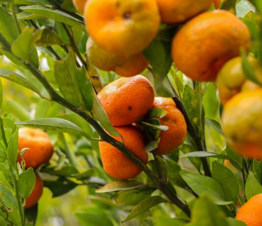 제철 음식으로 면역력 높이기 a tree filled with lots of ripe oranges