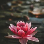 “대체요법, 언제 어떻게 실생활에 활용할까? 쉽게 실천하는 건강 루틴 제안” pink and white lotus flower