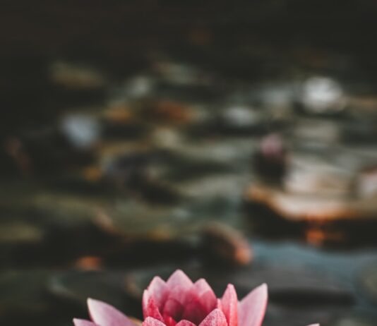 “대체요법, 언제 어떻게 실생활에 활용할까? 쉽게 실천하는 건강 루틴 제안” pink and white lotus flower