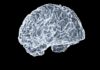 뇌에 활력을! 일상 속 뇌건강 지키는 새로운 생활 습관 a close up of a human brain on a black background