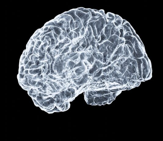뇌에 활력을! 일상 속 뇌건강 지키는 새로운 생활 습관 a close up of a human brain on a black background